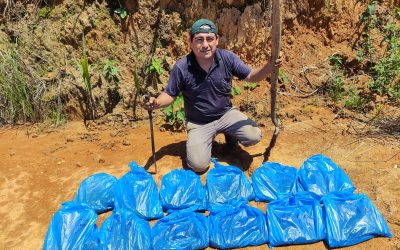 INVESTIGACIÓN DEL CULTIVO DE JENGIBRE