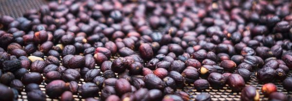 CAFE GUEYSHA TOSTADO (250gr, 500gr, 1kg) - Imagen 3
